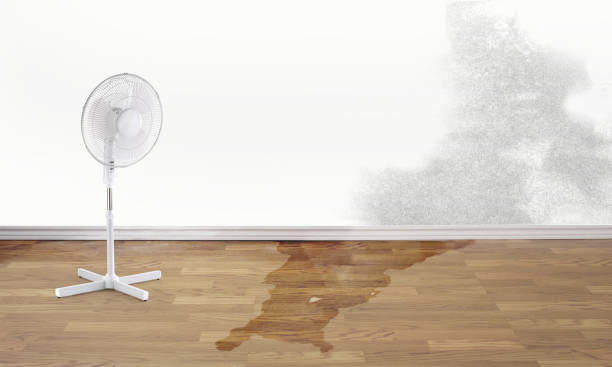 Best Carpet water damage restoration  in Kokomo, IN